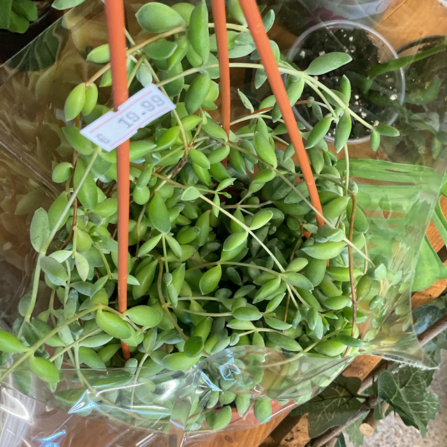Succulente Gem 6 Suspension 