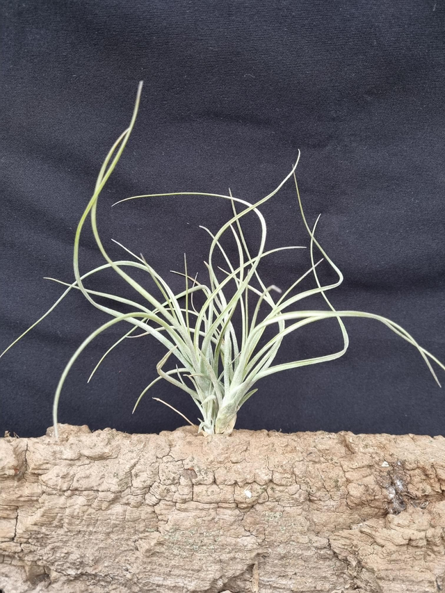 Tillandsia Sesca
