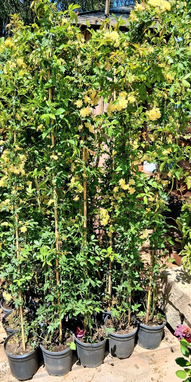 Q02 . Rosa banksiae Lutea