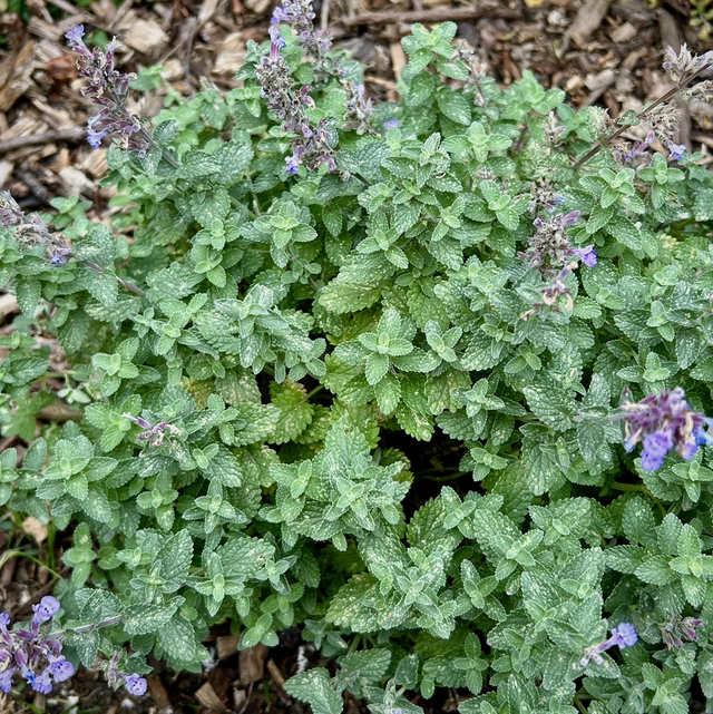 Nepeta Mussinii (Catmint)