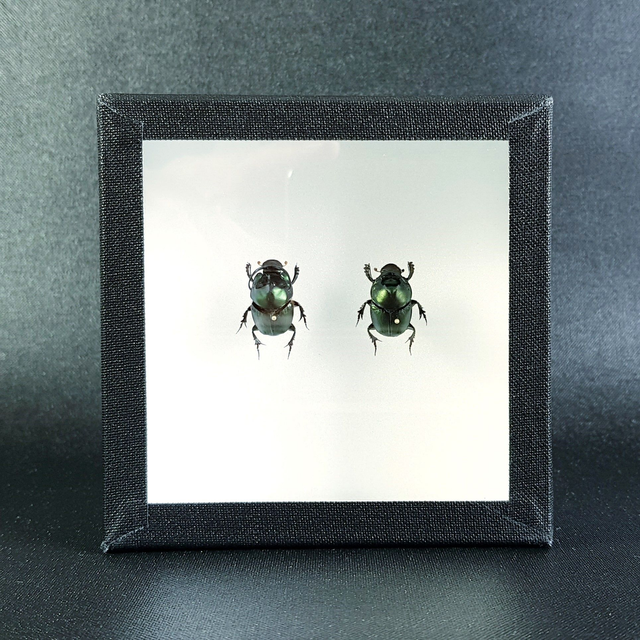 Onthophagus mouhoti