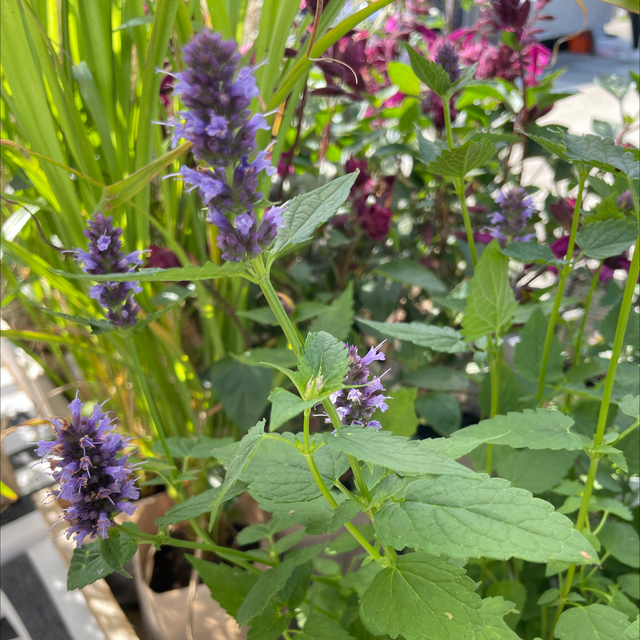 Agastache Blackadder