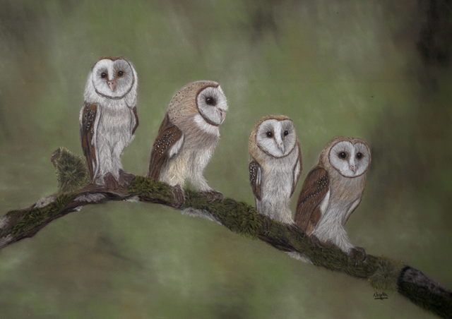 Owls “Having a Chat” 