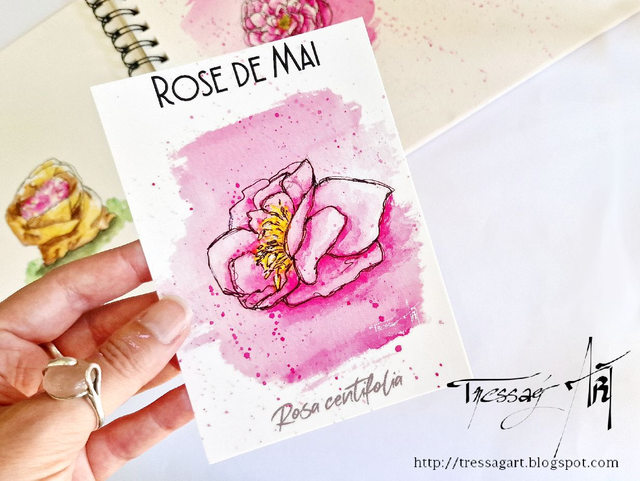CARTE "PLANTES A PARFUM" de Grasse - Rosa centifolia - Rose de Mai - TR007007