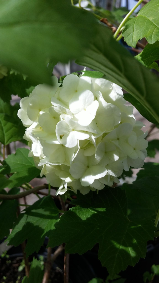 viburnum opulus snowball - 1ltr pot