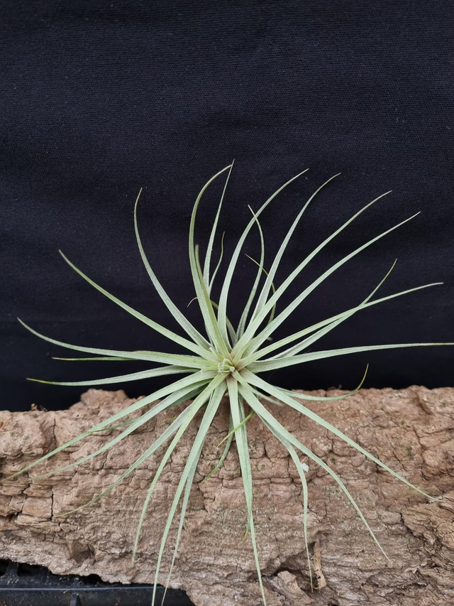 Tillandsia Double Ruth
