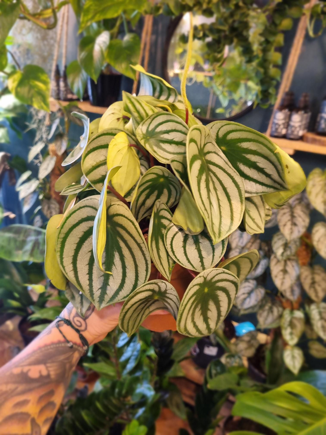 peperomia watermelon in 15cm pot