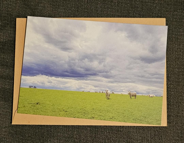 Cows in Field Scenery Card 