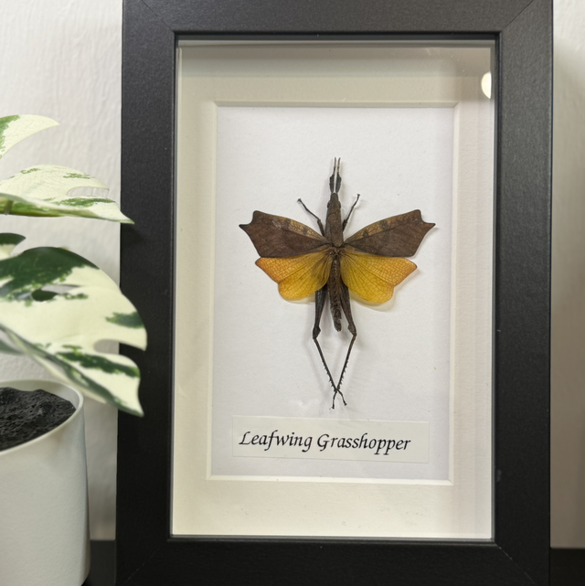 Leafwing Grasshopper 