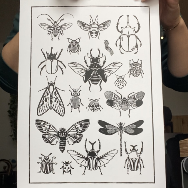 Poster insectes