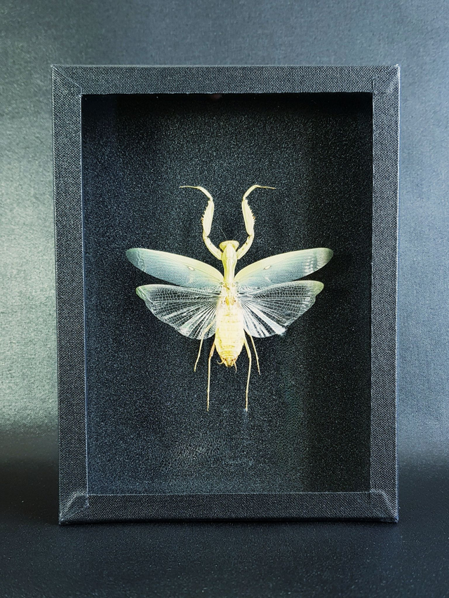 Hierodula patellifera