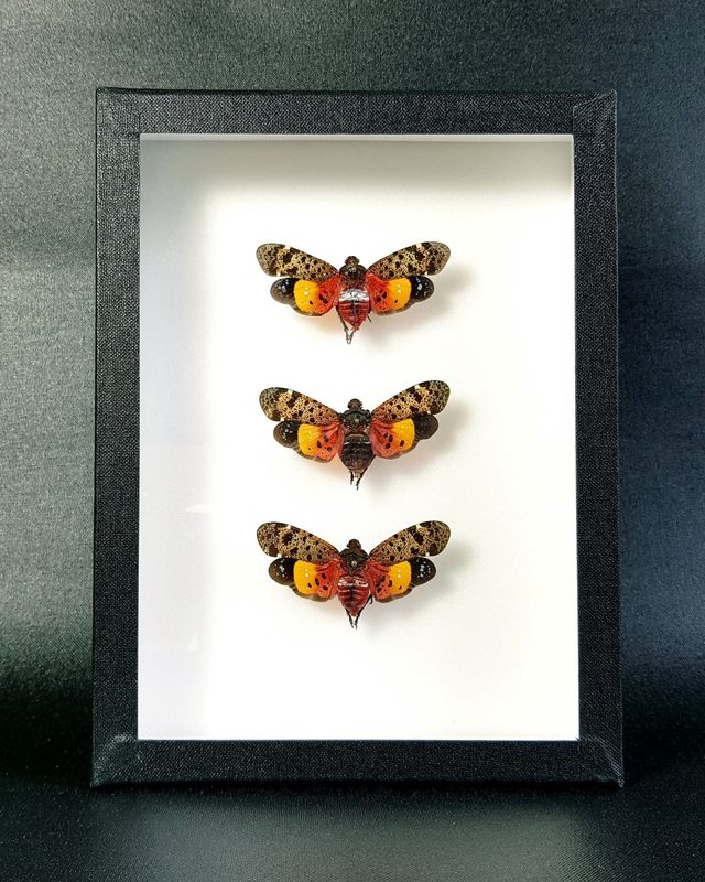 Penthicodes variegata (trio)