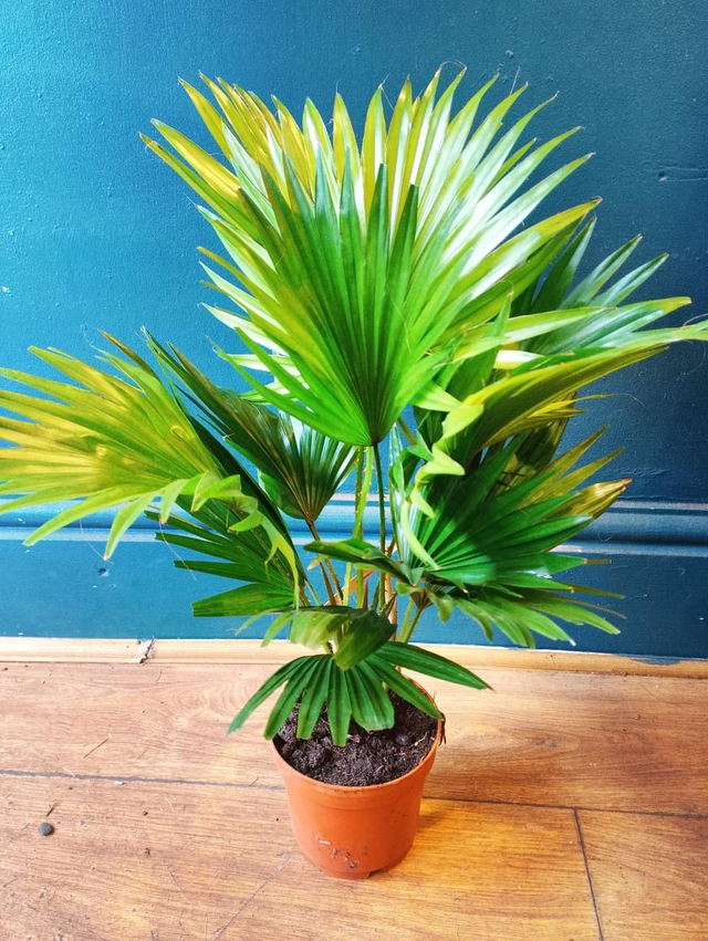 Livistona rotundifolia in 15cm pot