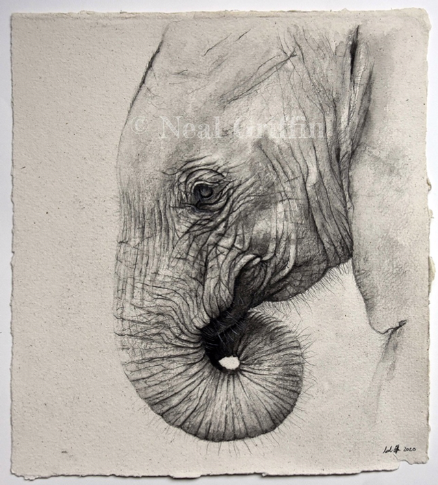 ‘Elephant Calf’ Giclee print