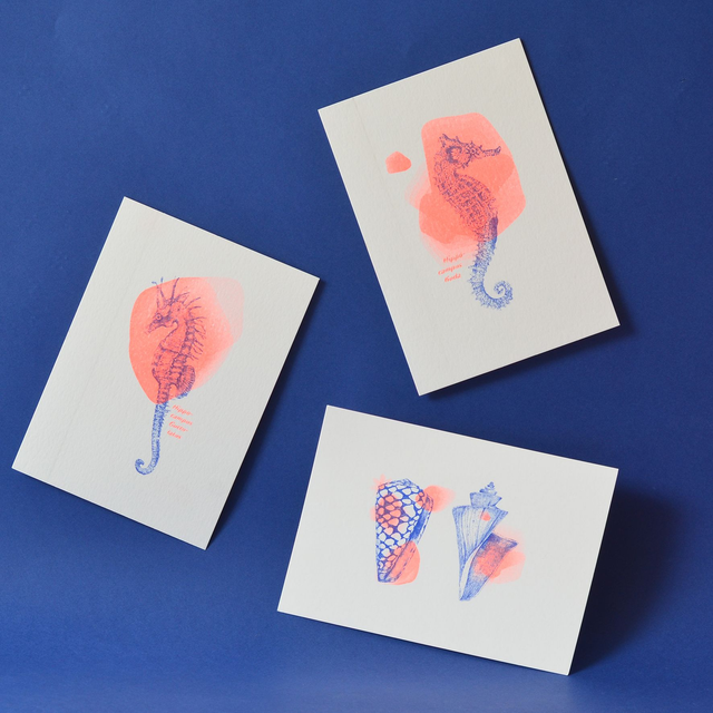 *last chance* Carte postale naturaliste RISO - hippocampes &amp; coquillages -