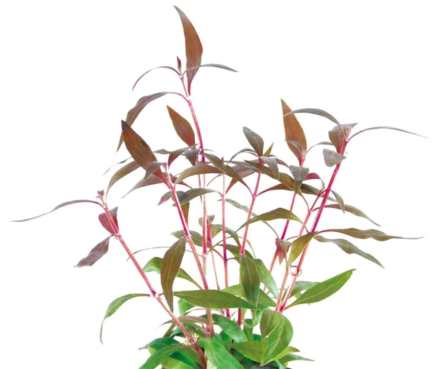 Easygrow alternanthera reineckii mini 8715897322266