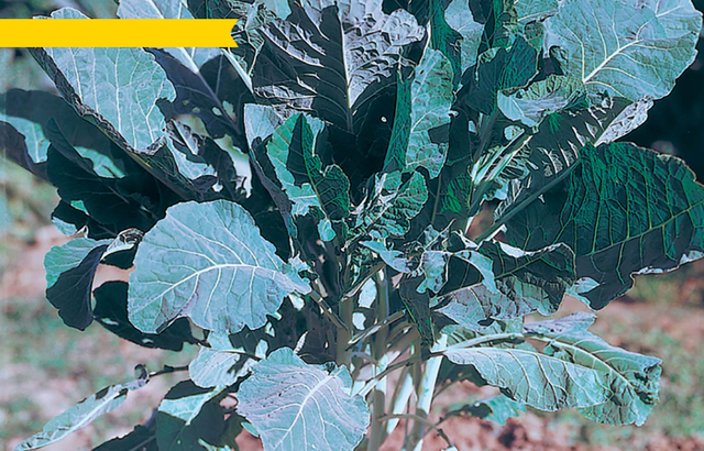 Chou fourrager Proteor