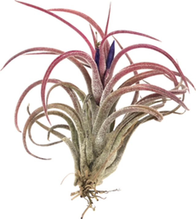 Tillandsia praschekii