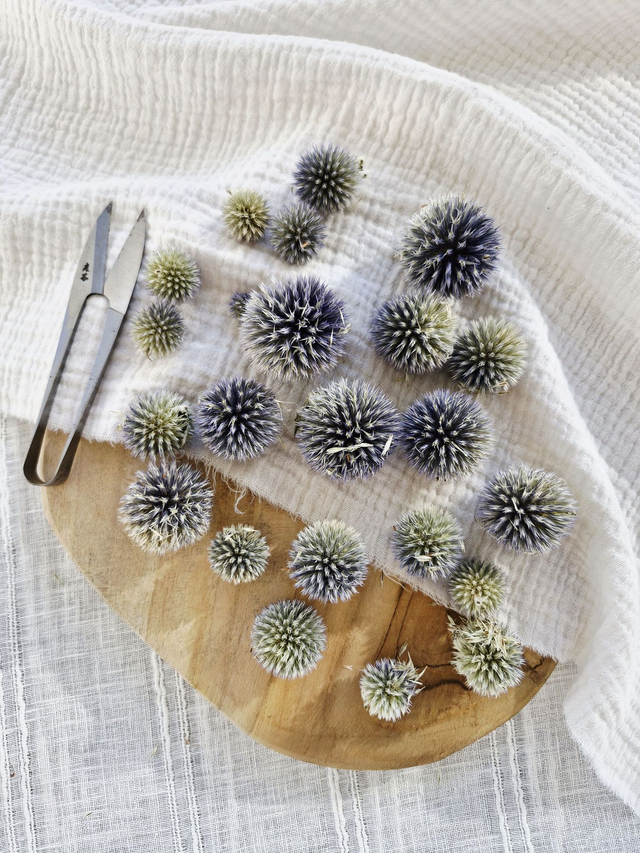 Vide atelier -  Echinops