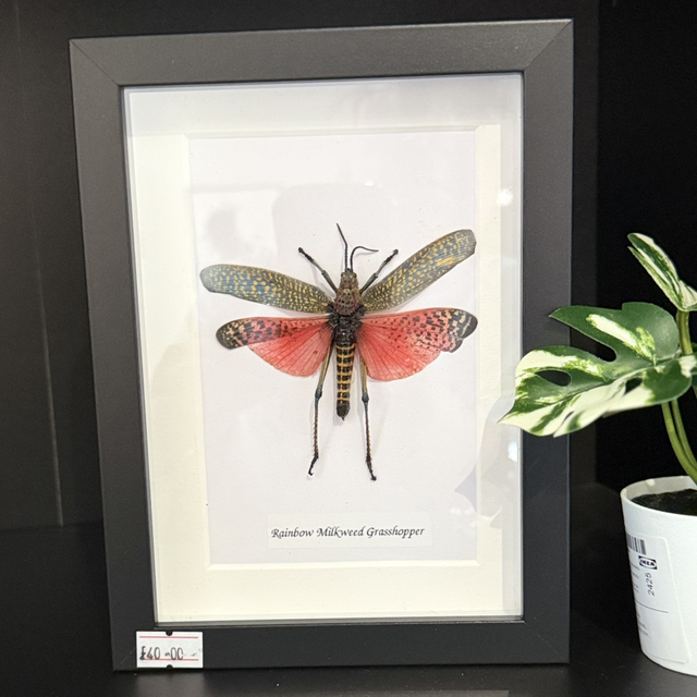 Rainbow Milkweed Grasshopper