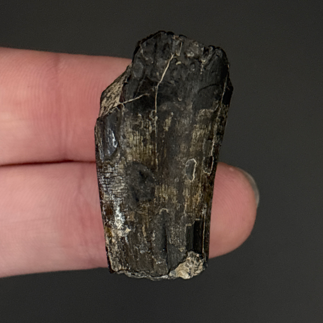 Suchomimus Tooth Fragment 