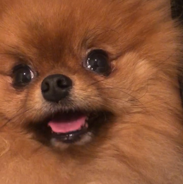 3) Group Cuddles &amp; Wellness 1 hour