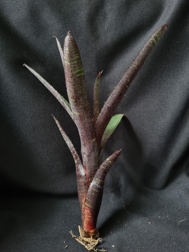 Neoregelia ampullacea purpurea 
