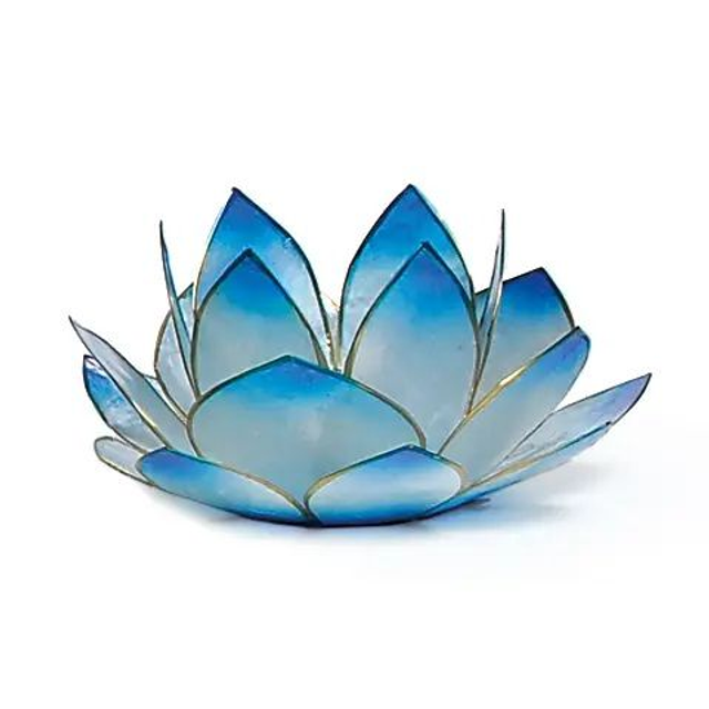 Lotus lumineux « sunrise » turquoise