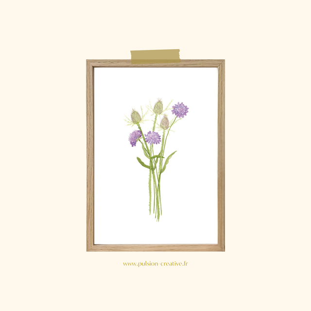 Affiche aquarelle A4 - SCABIEUSES &amp; CARDÈRES