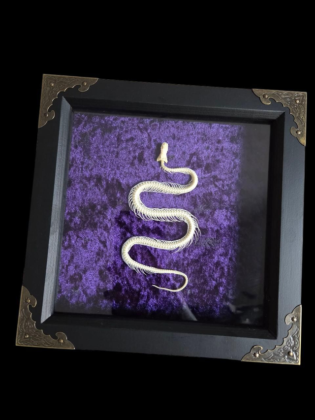 Snake Skeleton on Purple