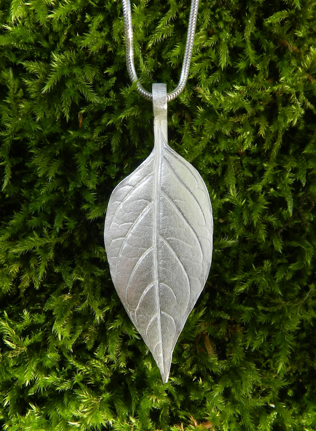 Chilli leaf