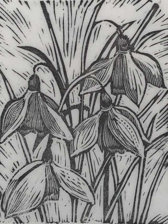 SP33 Snowdrops 26/50 by Shelagh Popham,  Wood Engraving, 2 x 2 1/2 inches