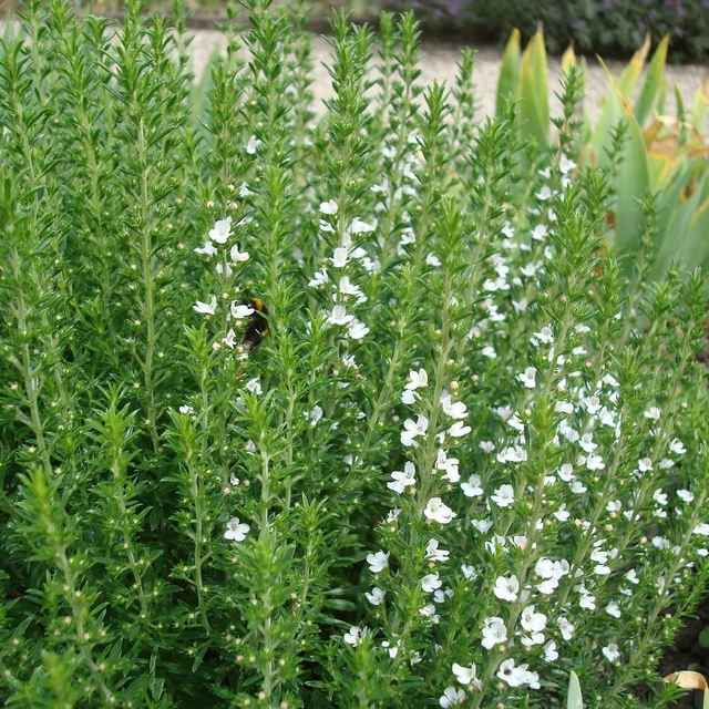 Sarriette des montagnes (Satureja montana )