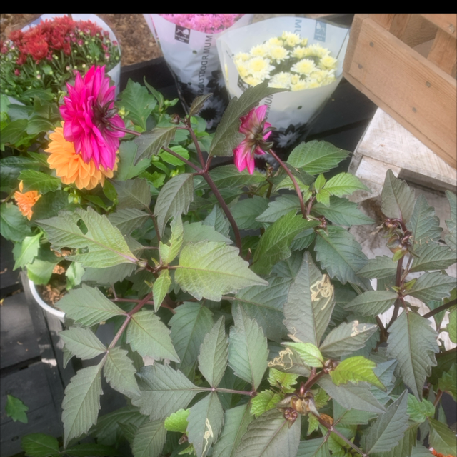 Dahlia (store collection only at checkout)