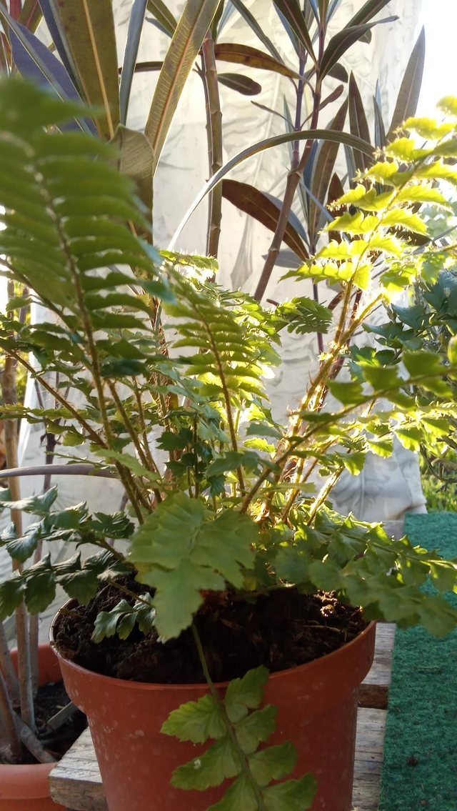 Fougère extérieure 