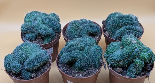 Mammillaria spinosissima un pico cristata