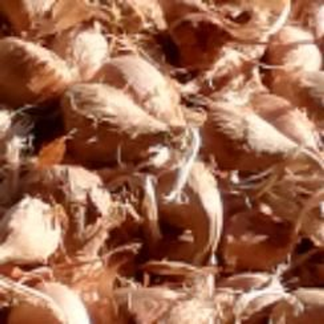 25 bulbes calibre 8/9