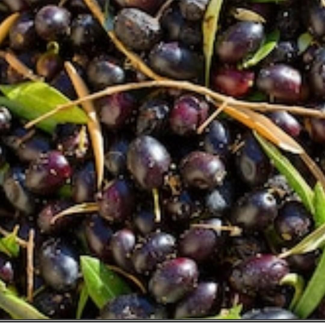 Z Human Black Olives 200g 