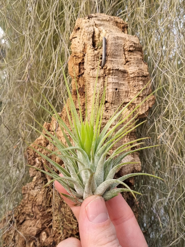 Tillandsia kolbii (scaposa)