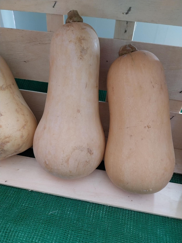 Butternut Squash
