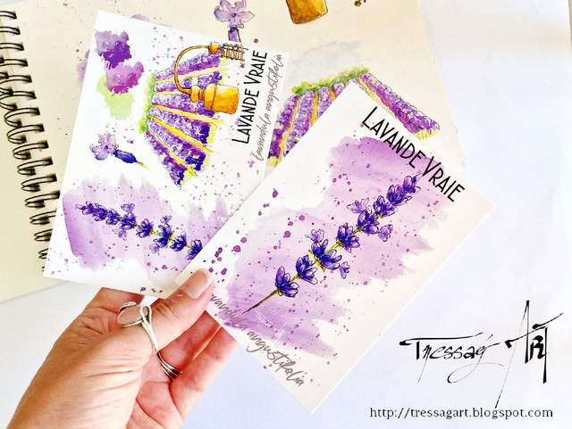 LOT 2 CARTES "PLANTES A PARFUM" de Grasse - Lavandula angustifolia - Lavande - TR025003