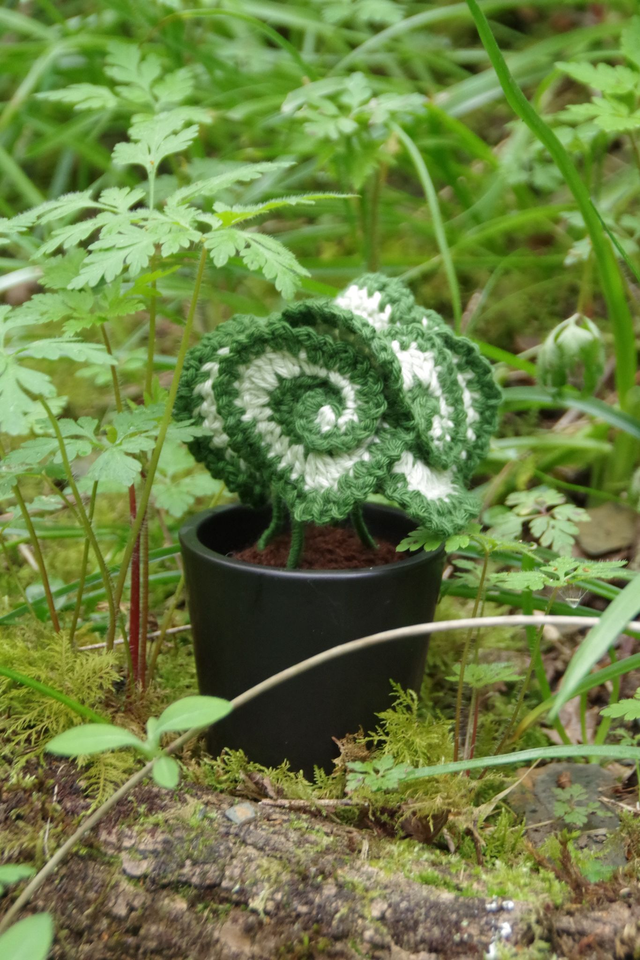Plante Begonia escargot