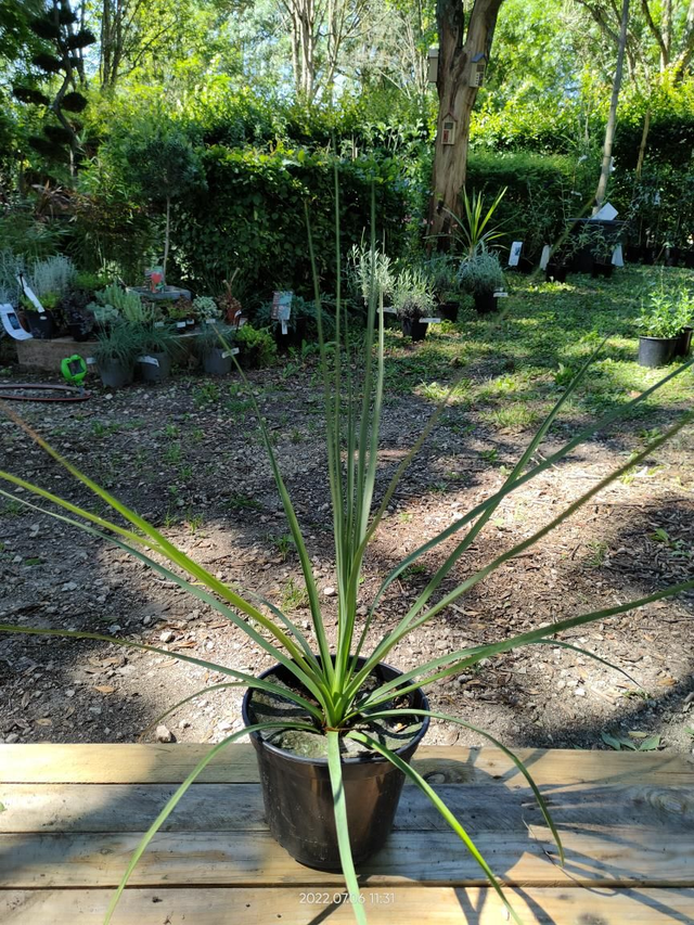 Nolina 'Nelsonii' - C2l