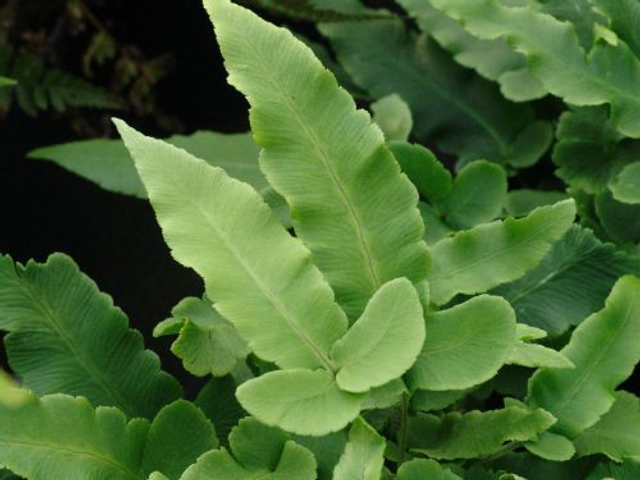 Dryopteris seiboldii - Seibold&#039;s Wood Fern 9cm