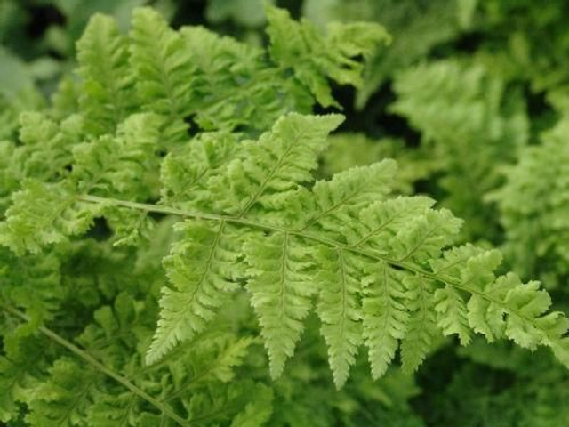 Dryopteris dilitata &#039;Crispa Whiteside&#039; AGM 9cm