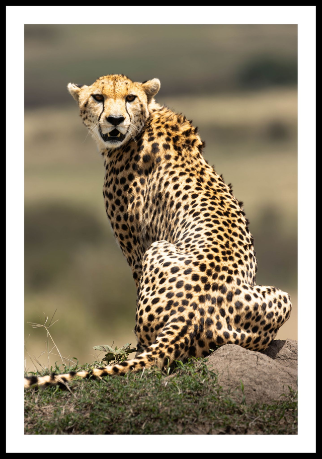 Guépard - réserve Masaï Mara - Kenya - ref: k-1478