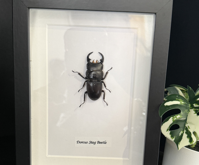 Dorcus Stag Beetle