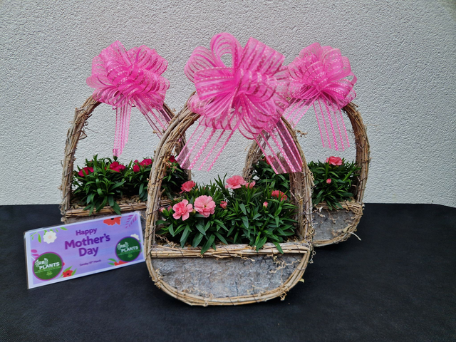 MOTHERS DAY GIFT - Indoor Dianthus Handle Planter With Pink Bow