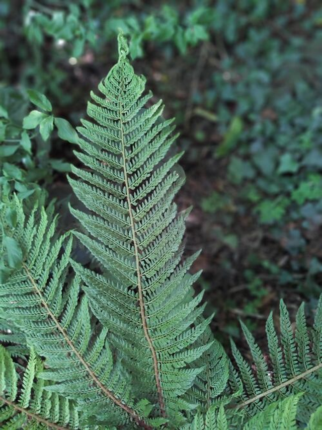 Polystichum setiferum 'Pulcherrimum Bevis' 2 litre 