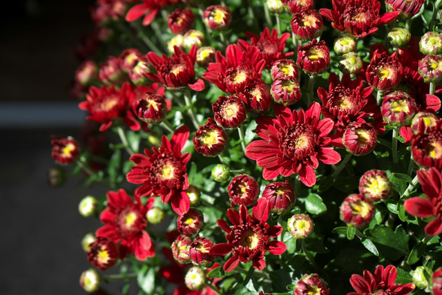 Grand chrysanthème multicolore